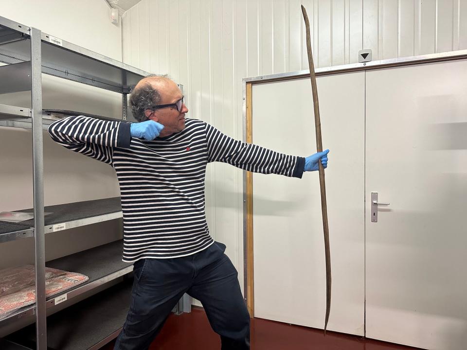 archaeologist in black and white striped shirt wearing gloves poses with a giant bow arc of wood with his arm drawn back as if shooting an arrow