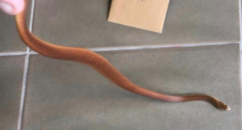 young eastern brown snake. 