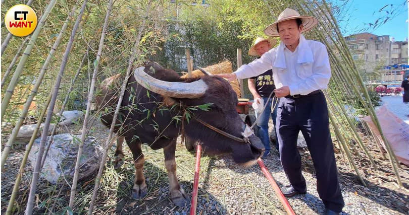 鄉林集團董事長賴正鎰頭戴斗笠裝扮成農夫，牽水牛亮相，噱頭十足。（圖／林榮芳攝）