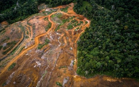 Land clearing has already started for a dam project in the Batang Toru rainforest - Credit: Nanang Sujana/AFP