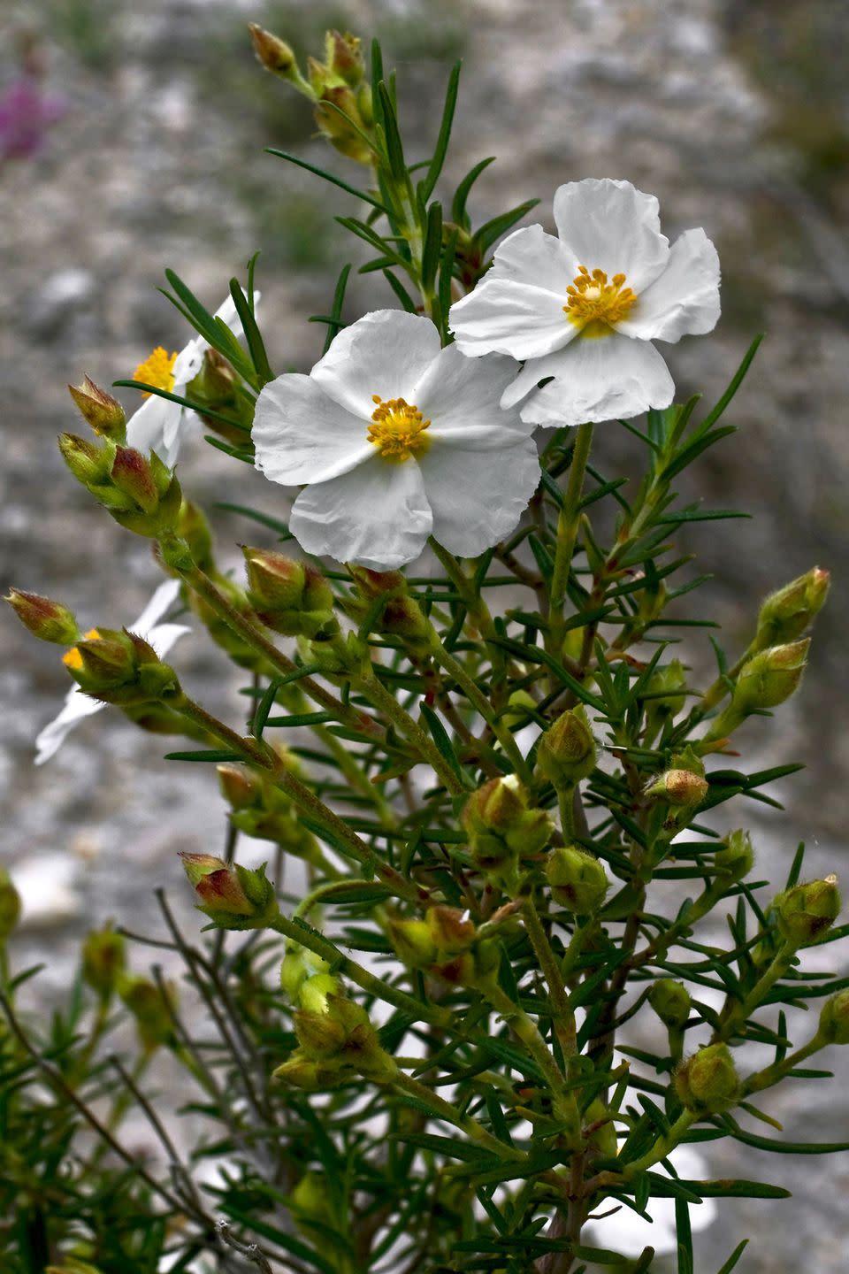 <p>The bushy rock rose is a sun-loving evergreen plant that carries mounds of bright coloured flowers from white through to bright magenta. Ideal in sunny borders or large containers.</p><p><a rel="nofollow noopener" href="https://www.thompson-morgan.com/p/cistus-creticus-subsp-creticus/tm09300TM" target="_blank" data-ylk="slk:BUY NOW;elm:context_link;itc:0;sec:content-canvas" class="link ">BUY NOW</a><br></p>