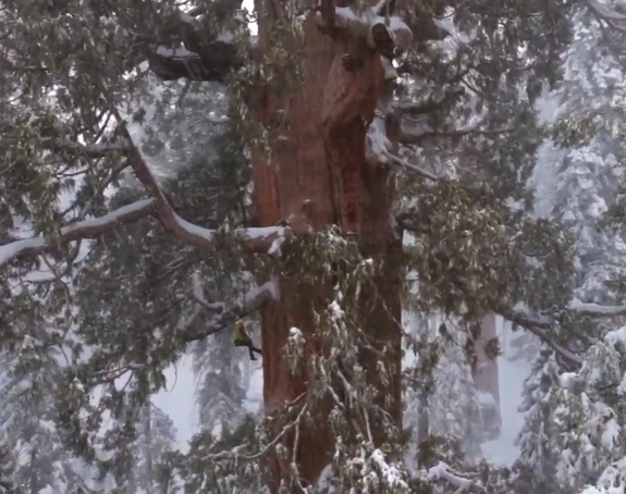 Will Iconic Sequoias Fall to Climate Change?