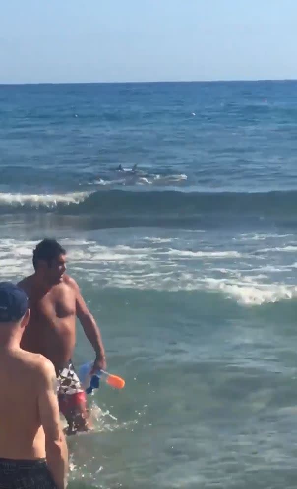 Tourists were seen fleeing the water as the suspected shark swam close to the beach (Twitter.com/shanksy03)