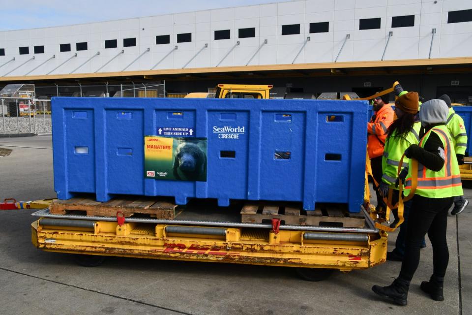 Four manatees: Lizzo, Cardi-Tee, MaryKate and Ashley, were transported from Orlando to Columbus, making a pit stop at the Cincinnati/Northern Kentucky International Airport to move to their next phase of rehabilitation.