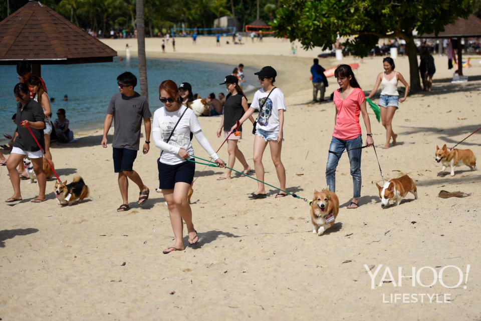 Corgi Gathering at Tanjong Beach