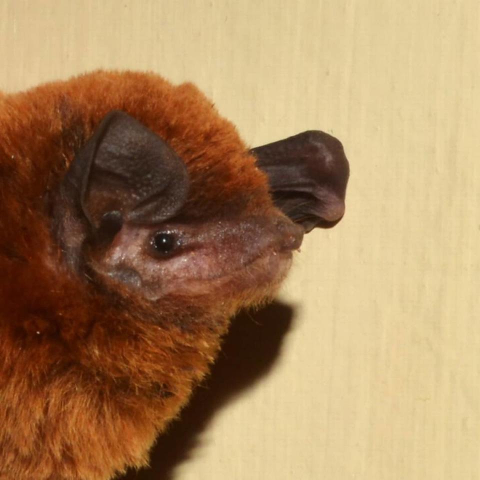 A close-up photo shows the head of Srini’s bent-winged bat.