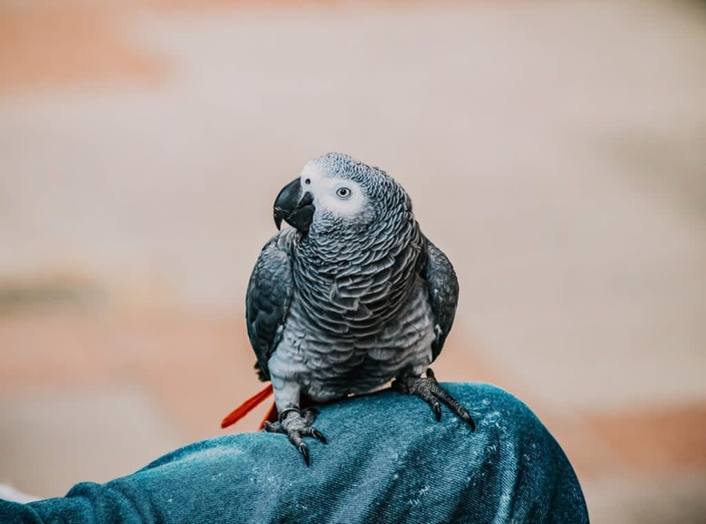 Its social nature has made this bird species one of the most trafficked in the world (Unsplash)