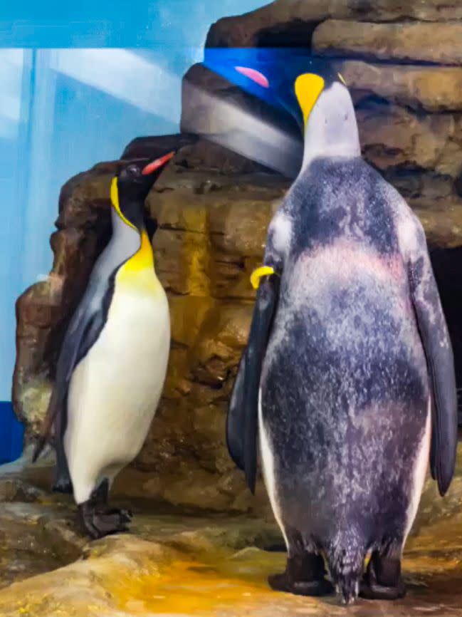 ▲嘟胖（左）和新朋友第一次見面。（圖／臺北市立動物園、Xpark授權提供）