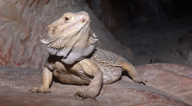 Facebook users took to the internet to suggest they were lizard eggs instead, most likely either those of water dragons or bearded dragons (pictured). Source: Getty (stock image)