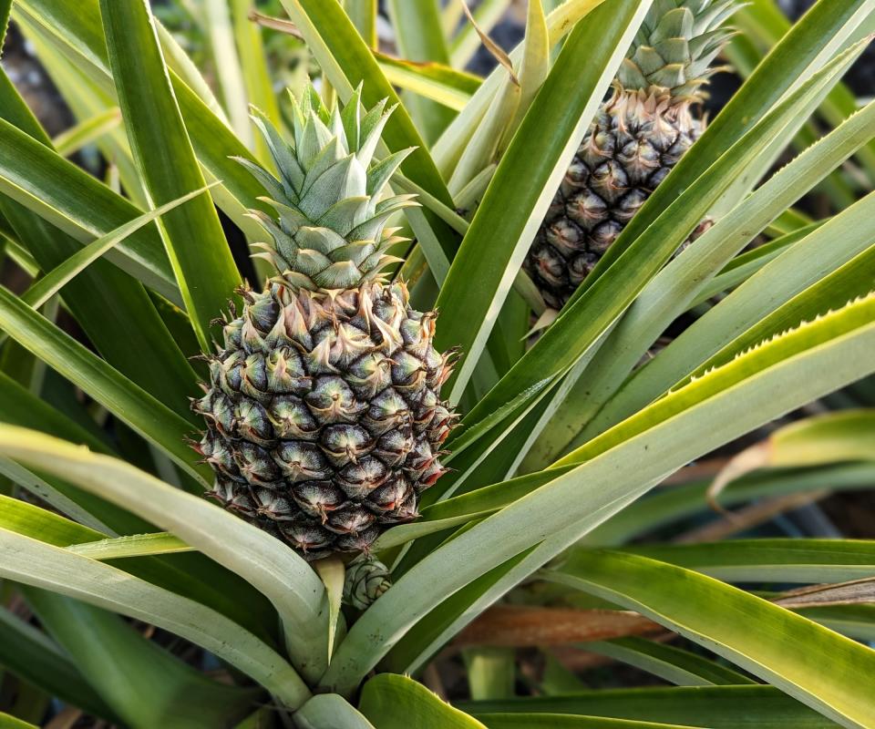 Pineapple growing on a plant