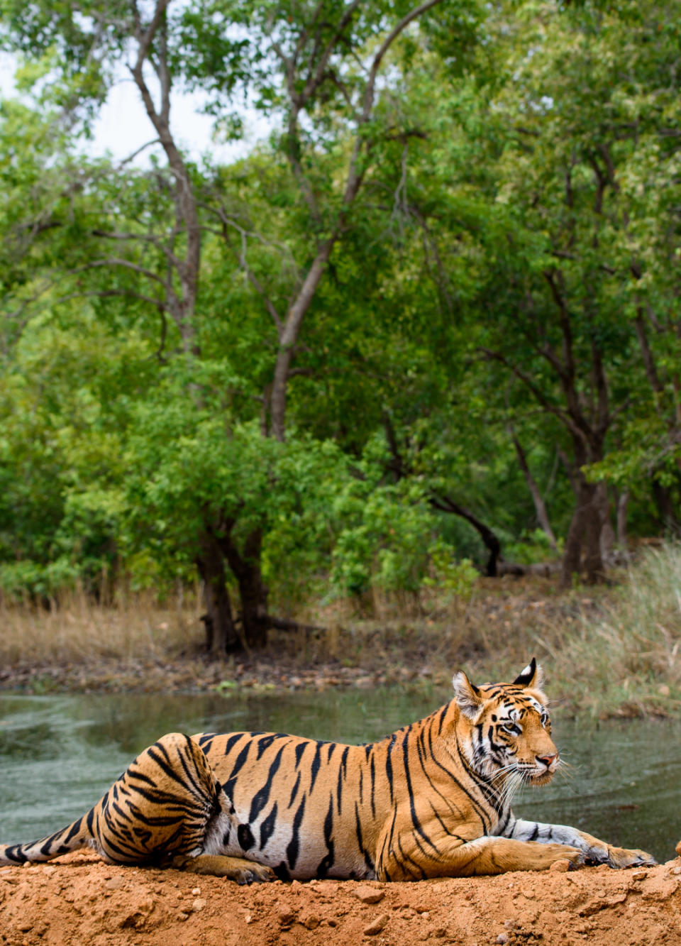 Bandhavgarh National Park, India