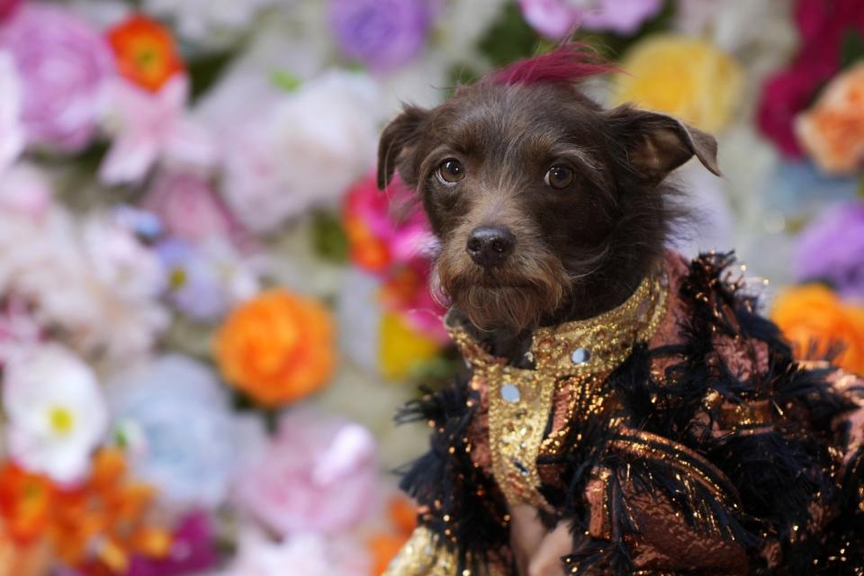 A dog attends the Pet Gala fashion show at AKC Museum of The Dog, Monday, May 20, 2024, in New York. (Photo by Charles Sykes/Invision/AP)