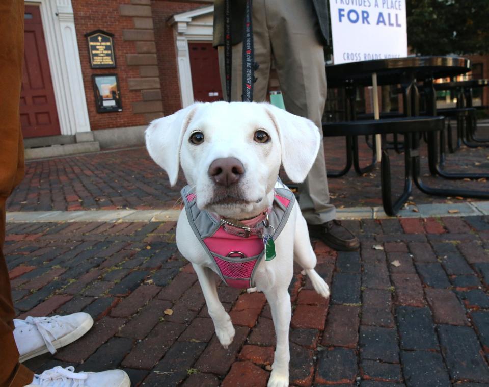 Piper Lea is a rescue dog, said Cross Roads House Executive Director Will Arvelo, who is accompanied by the dog on a daily vigil in Portsmouth's Market Square in Tuesday, Oct. 3, 2023. Arvelo said people who need a second chance should get that opportunity, too.