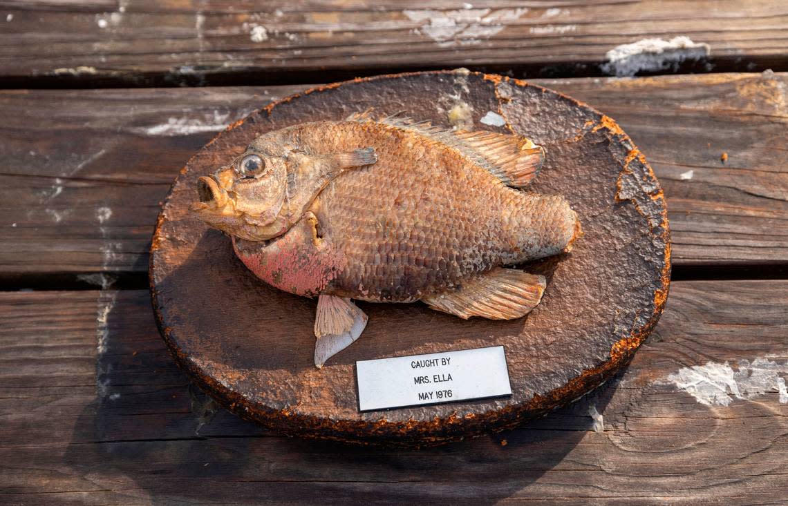 A fish caught by famed Calabash restaurant owner Ella High, was salvaged from Ella’s Restaurant after a fire destroyed the building in 2023. When the debris from the fire was cleared recently the family salvaged this memento. Photographed on Thursday, June 27, 2024 in Calabash, N.C.