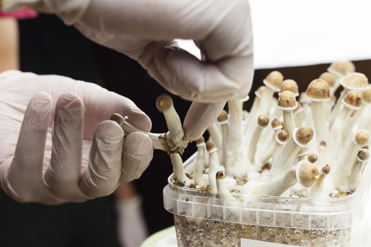 In the US, the Food and Drug Administration (FDA) recently approved psilocybin therapy — the use of a hallucinogenic substance found in magic mushrooms — for treating major depressive disorder. Photo: Getty