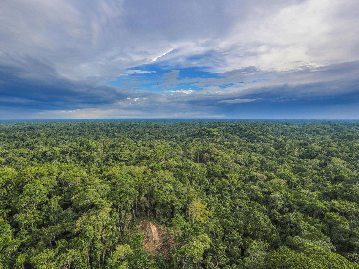 Deforestation was estimated to have increased by 467 per cent year on year in 2014: Ricardo Stuckert