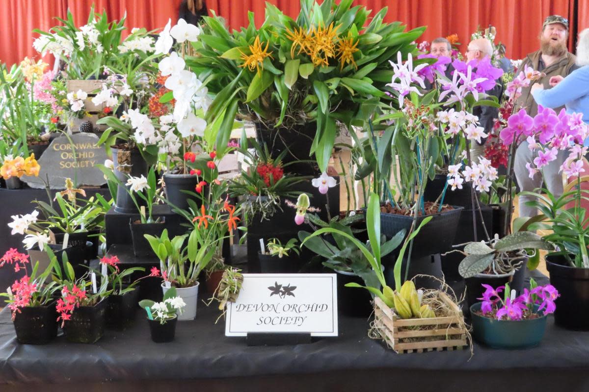 Devon Orchid Society show stand at last year's show <i>(Image: Devon Orchid Society)</i>