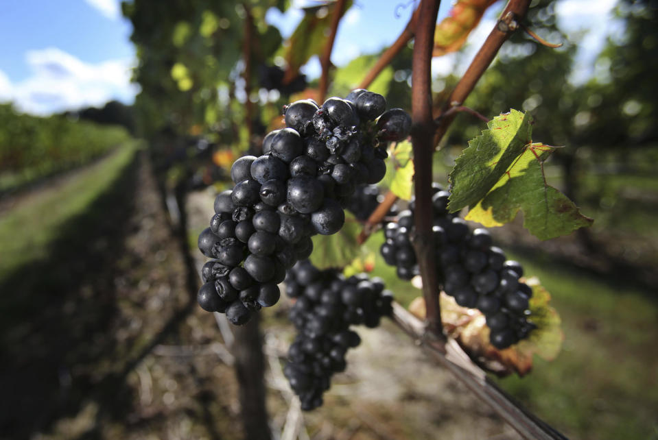 FILE--In this Sept. 26, 2013, file photo, pinot noir grapes await harvest at the Benton-Lane Winery in Monroe, Ore. Officials in Oregon and at a U.S. government agency are similarly finicky, and have told a California winery to back off its claims it makes an Oregon pinot noir. (Brian Davies/The Register-Guard via AP, file)