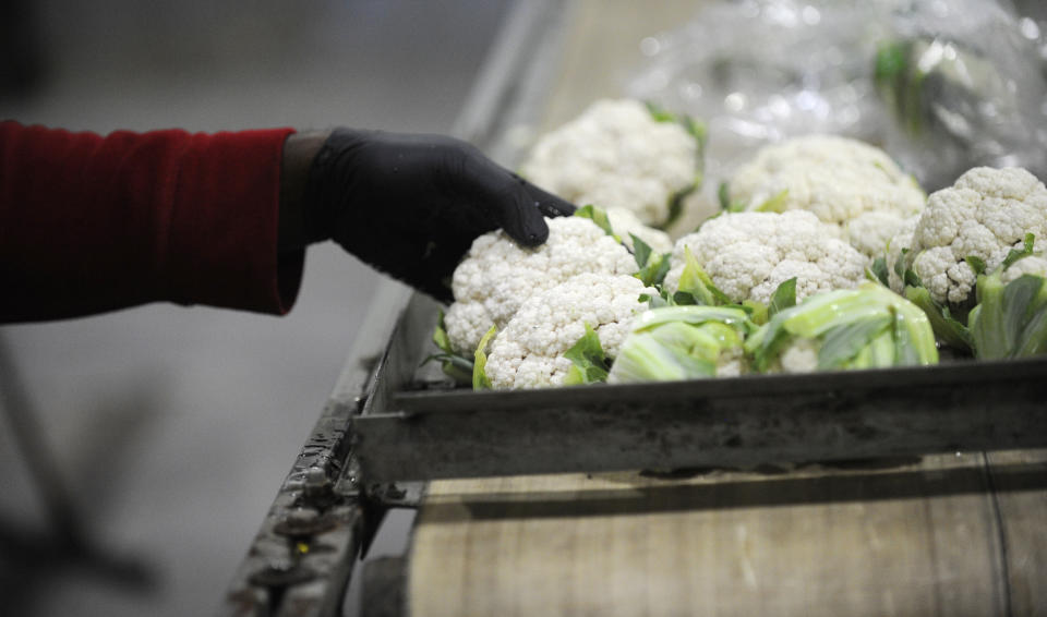 NEW HAMBURG, ON- AUGUST 28: Kevin Smith of Jamaica grabs a cauliflower, which will be trimmed before packaging. Pfenning's Organic Farms in New Hamburg, Ontario, employs Canadians and Jamaican migrant farm workers to work its fields and packing warehouse. The owners would like to see its Jamaican workers afforded better pathways to becoming permanent residents and have open work permits that give workers the ability to easily change employers. Jim Rankin/Toronto Star (Jim Rankin/Toronto Star via Getty Images)