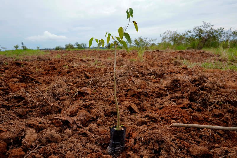 FILE PHOTO: Reforestation Project in the Amazon