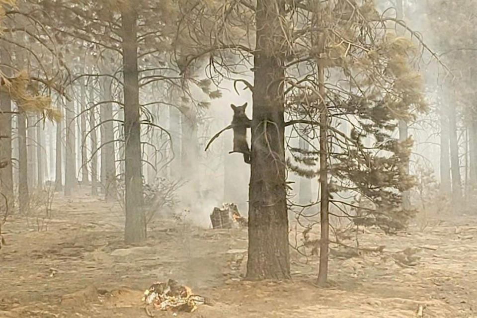 In this photo provided by the Bootleg Fire Incident Command, a bear cub clings to a tree after being spotted by a safety officer at the Bootleg Fire in southern Oregon, Sunday, July 18, 2021. As more fire personnel moved into the area, the cub scurried down the tree trunk and later left after being offered water. (Bryan Daniels/Bootleg Fire Incident Command via AP)