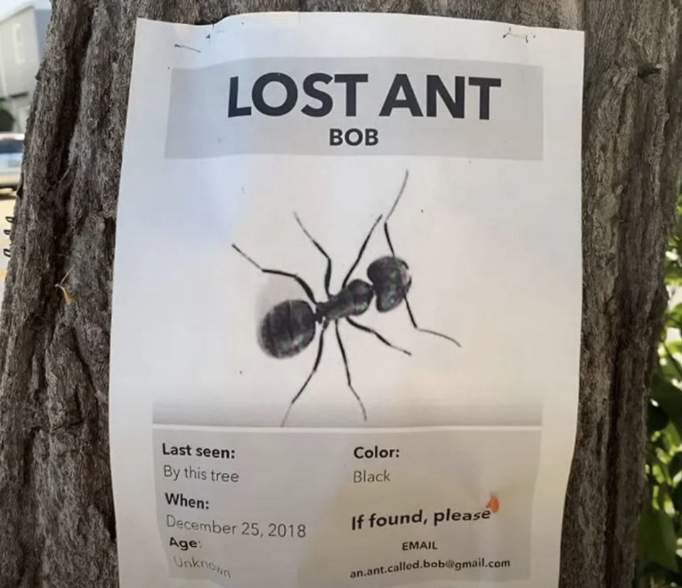 Lost ant flyer for Bob, a black ant last seen by this tree on December 25, 2018. Contact email provided if found