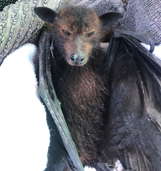 Rescue workers say they have been inundated with calls about dying bats in recent weeks. Source: Facebook/Bats QLD 