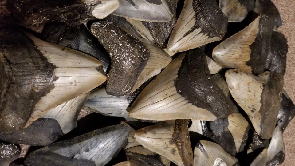 Megalodon was here. Several of the shark’s giant teeth have been found along the North Carolina coast. Harry Maisch