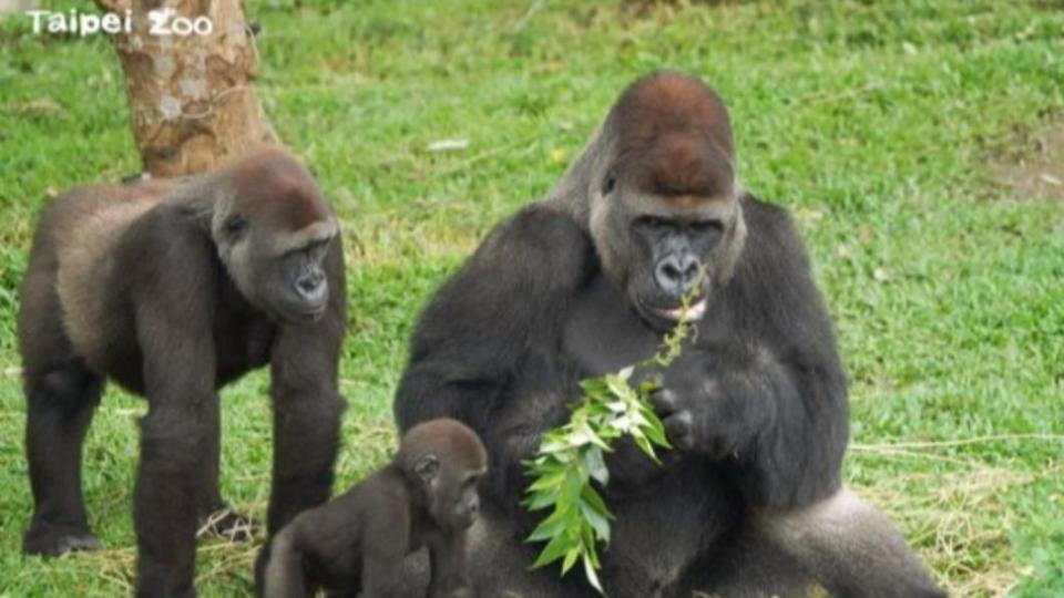 圖/動物園提供