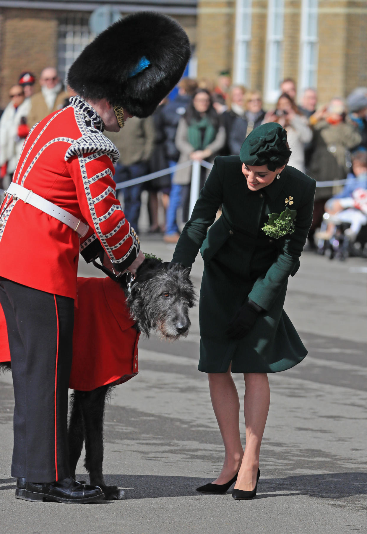 Kate presents shamrock to mascot Irish Wolfhound Domhnall [Photo: PA]