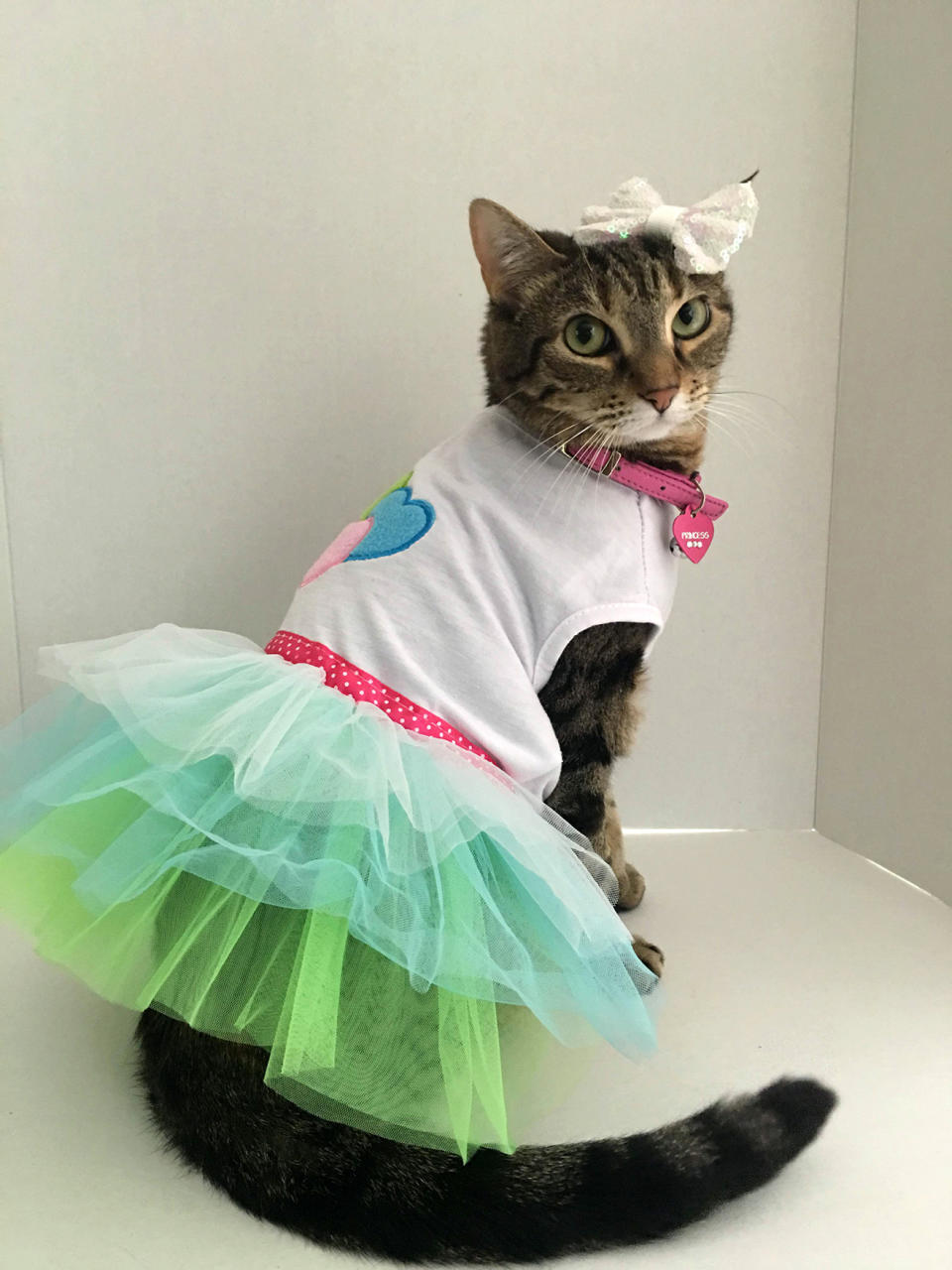 Princess the Glamour Cat