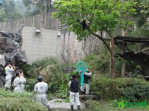 2014年3月，圓仔的活動範圍延伸到戶外展場。（圖／台北市立動物園提供）