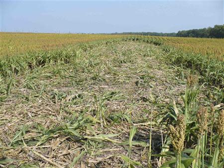 Damage to a farmer's field by feral swine is pictured in this undated handout from the U.S. Department of Agriculture, Animal and Plant Health Inspection Service. REUTERS/USDA APHIS/Tyler Campbell/Handout via Reuters