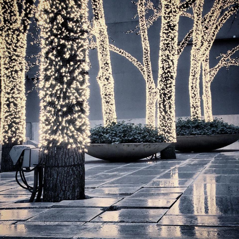 sparkling lights wrapped around trees during christmas season, new york city, new york