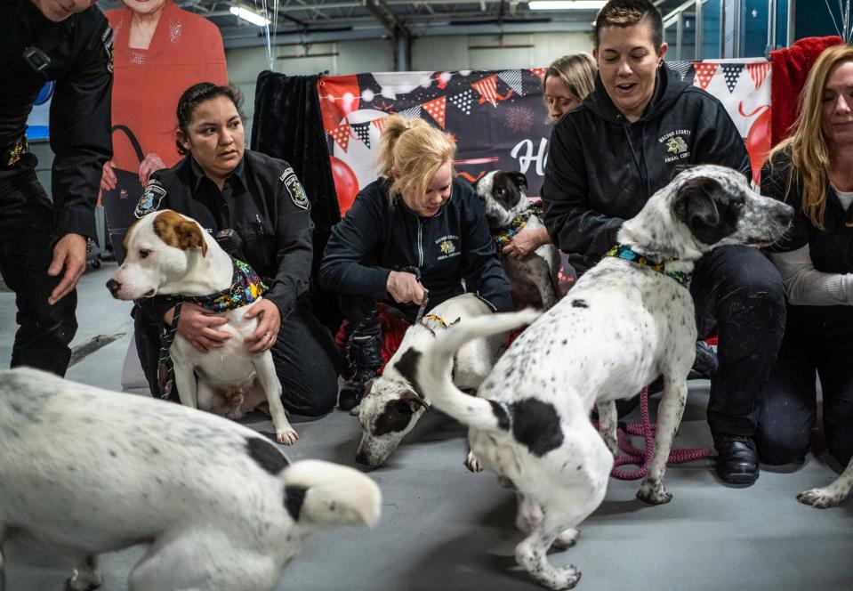 Macomb County Animal Control employees gather six dogs together for a photo after celebrating their first birthdays during a birthday PAW-ty in their honor at the Macomb County Animal Control in Clinton Township on Wednesday, January 17, 2024. The puppies were born at an Oakland County rescue and were 10-weeks-old when they arrived at Macomb County Animal Control having grown up there while waiting for their case in court where criminal charges were filed against the rescue owner, who refused to take them back.