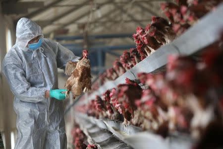 A quarantine researcher checks on a chicken at a poultry farm in Xiangyang, Hubei province, China, February 3, 2017. Picture taken February 3, 2017. REUTERS/Stringer