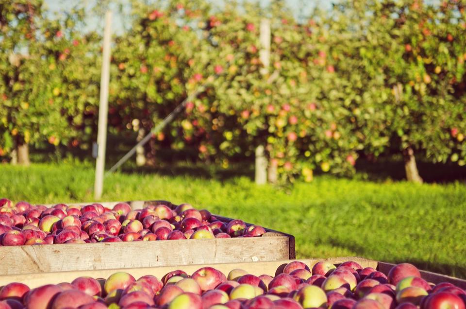 4) Apple Jack Orchards, Minnesota