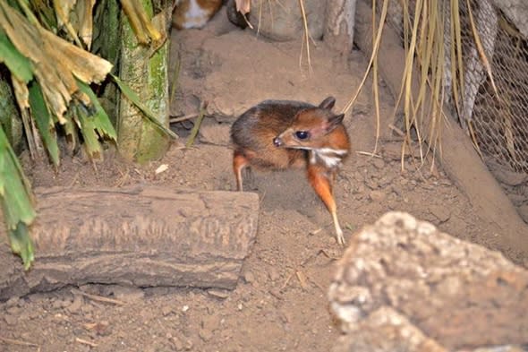 baby-deer-size-of-hamster-born-spanish-zoo