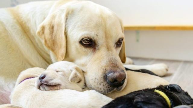 pregnant dog giving birth