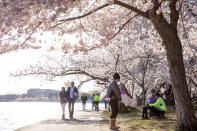 A family plays under cherry blossom trees in bloom at the tidal basin, Sunday, March 22, 2020, in Washington. Sections of the National Mall and tidal basin have been closed to vehicular traffic to encourage people to practice social distancing and not visit Washington's iconic cherry blossoms this year due to coronavirus concerns. The trees are in full bloom this week and would traditionally draw large crowds. (AP Photo/Jacquelyn Martin)