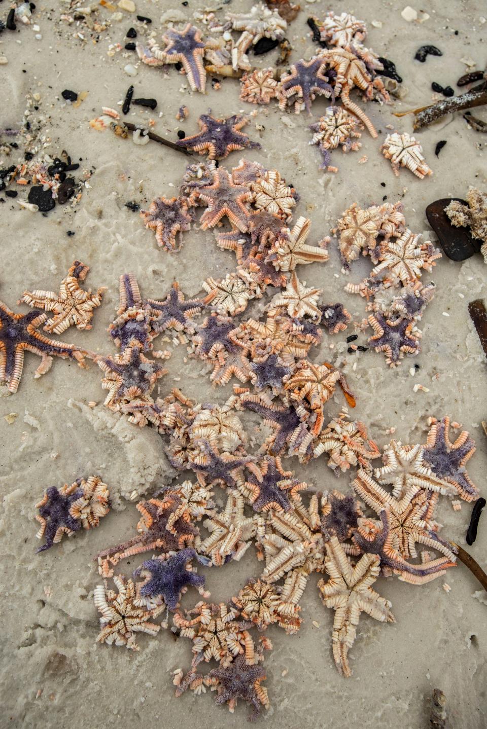 Starfish litter the beach near the Navarre Beach Pier Saturday, September 19, 2020. Thousands of Starfish washed up on the beach in Navarre during Hurricane Sally.