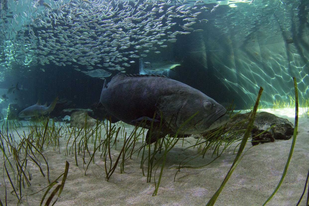 In this Nov. 5, 2018 photo, released by the Mote Marine Laboratory, a goliath grouper swims at Mote Aquarium in Sarasota, Fla. 