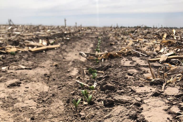 En varias zonas la soja emergió en fuertes condiciones adversas por la sequía