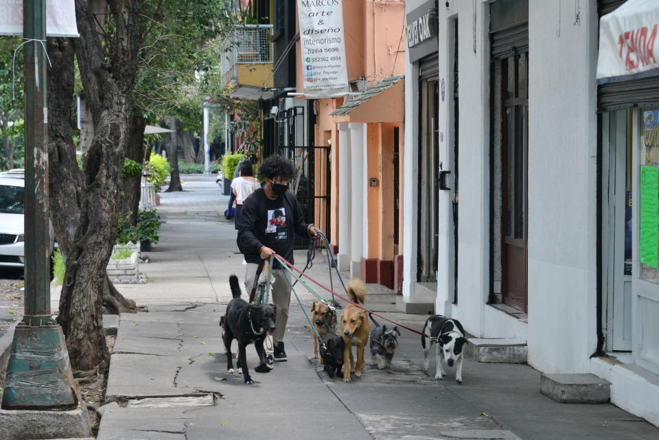 Joven paseando perros en Ciudad de México, durante 2020. (Eyepix Group/Future Publishing via Getty Images)