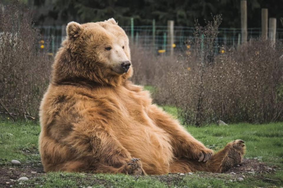 Image of a bear