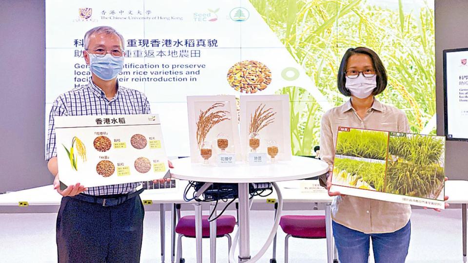 中大聯漁護署重現兩失傳本土水稻  港人有望一嘗「獨特香味」