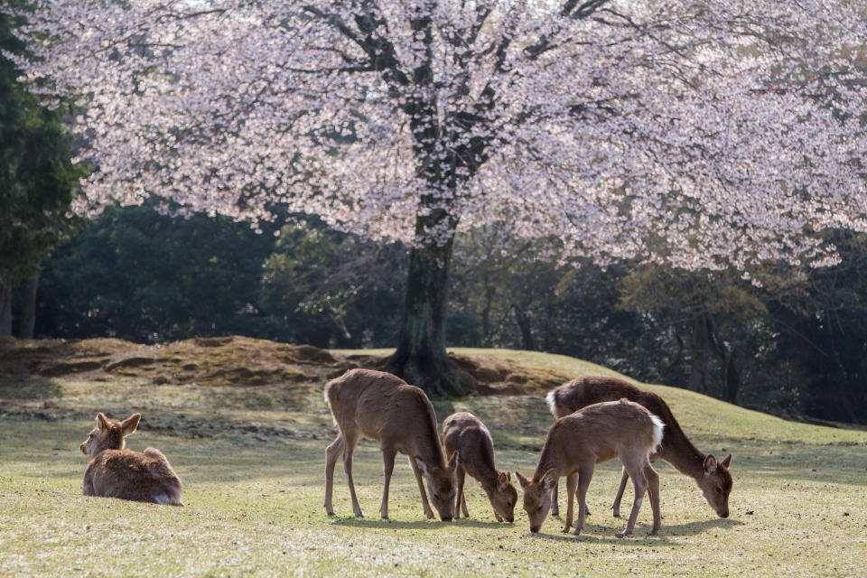 2019 starben in Nara mehrere Hirsche an den Folgen von Plastikverzehr. (Symbolbild: Getty Images)