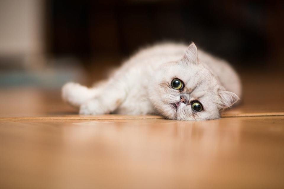 gray fluffy exotic shorthair cat with flat face rests on a hardwood floor facing camera