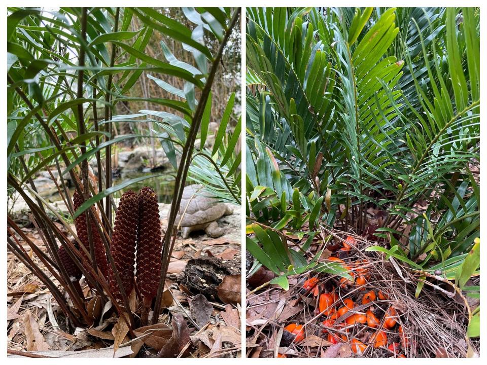 Male coontie with brown pollen cones and female with red-orange seeds.