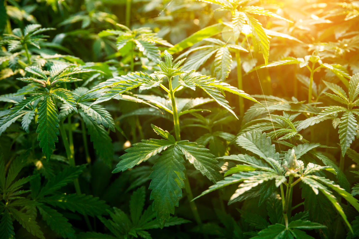 Marijuana at dawn close-up